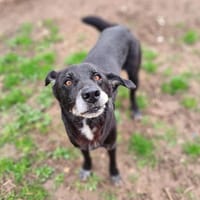 WONKA, chien à adopter