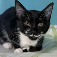PUFFIN, chatte à adopter
