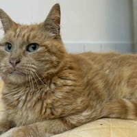 B'BOY, chat à adopter