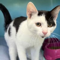 ALF, chat à adopter
