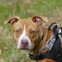 NALA, chienne à adopter