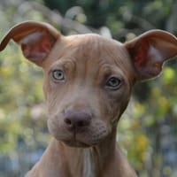 MALIBU CHAO, chienne à adopter