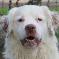 GUMBALL, chien à adopter