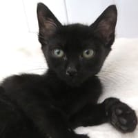 Inosuke, chat à adopter