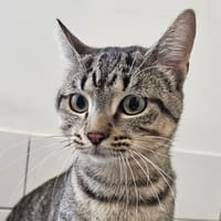 MANGO, chat à adopter