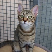 ANALIA, chatte à adopter