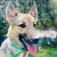KISS, chien à adopter