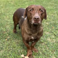 Kiwi CAA14023, chien à adopter