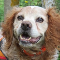 YOUKI, chien à adopter