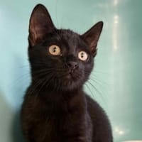 BIGO, chat à adopter