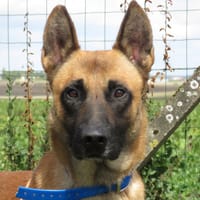 JUNIOR, chien à adopter