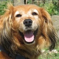 IVOIRE, chienne à adopter