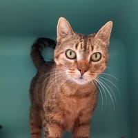 Pupuce, chatte à adopter