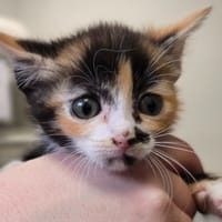 CHOUNETTE, chatte à adopter
