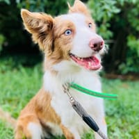 MICHOU, chien à adopter