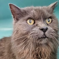 AGATE, chatte à adopter