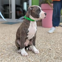 KODA, chien à adopter