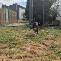 Loli, chienne à adopter