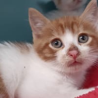 Weasley, chat à adopter