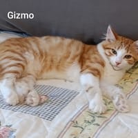 GIZMO, chat à adopter