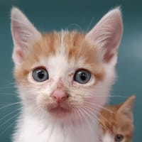 Weston, chat à adopter