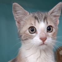 TAÏMA, chatte à adopter