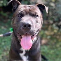 TOOTY, chien à adopter