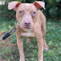 LALY, chienne à adopter
