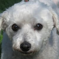 CANAILLE, chien à adopter