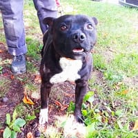 THOR, chien à adopter