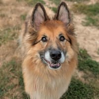 LEXIA, chienne à adopter