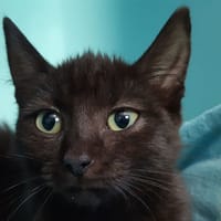Satu, chatte à adopter