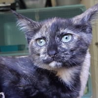 Pagaille, chatte à adopter