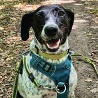 JUNE, chienne à adopter