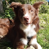 Moka, chien à adopter