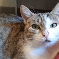 Diana, chatte à adopter
