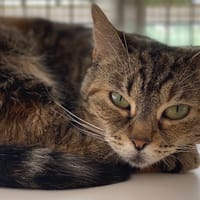 NALA, chatte à adopter