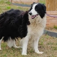 PACHA QCN, chien à adopter