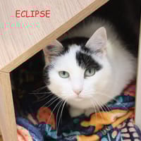 Eclipse, chatte à adopter