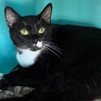 NIKY, chatte à adopter