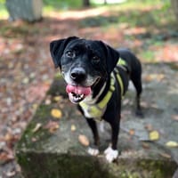 Samya, chienne à adopter