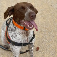 gracieuse, chienne à adopter