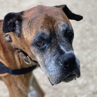 SMILEY, chien à adopter