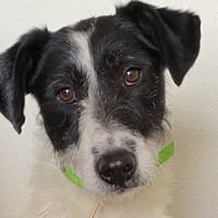 POD, chien à adopter