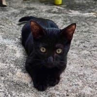 Amour, mâle croisé européen, né le 04/06/2025 🐱, chat à adopter