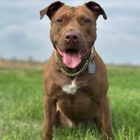 Brooklyn, femelle, Berger X Staffordshire Terrier (Décatégorisée par diagnose), née le 20/04/2022, chienne à adopter