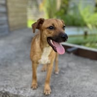 Indira, femelle, berger créole, née le 15/02/2025, chienne à adopter