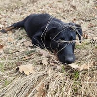 AZUR, chien à adopter