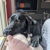 LADY, chienne à adopter