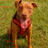 TWEET, chien à adopter